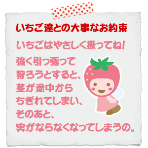 強く引っ張って狩ろうとすると、茎が途中からちぎれてしまい、そのあと、実がならなくなってしまうの。