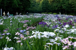 智光山公園