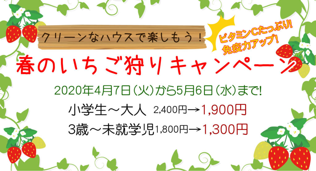 春のいちご狩りキャンペーン　特別価格でご案内中